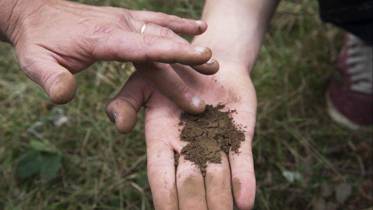 Deux mains palpant de la terre