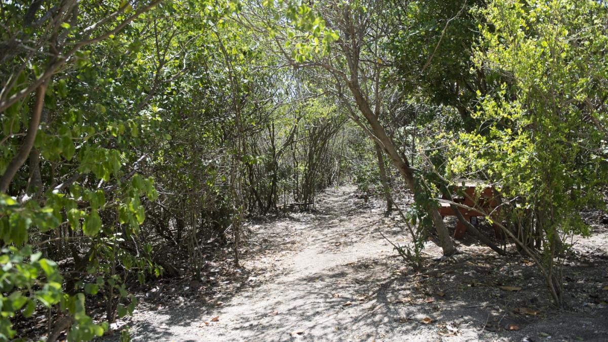 Forêt de la Gueule Grand Gouffre, à Saint-Louis, Marie Galante