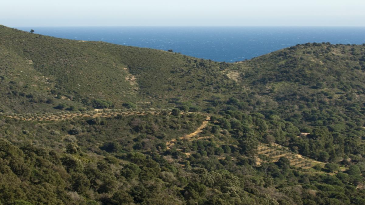 Paysage provençal parsemé de cultures arboricoles diverses