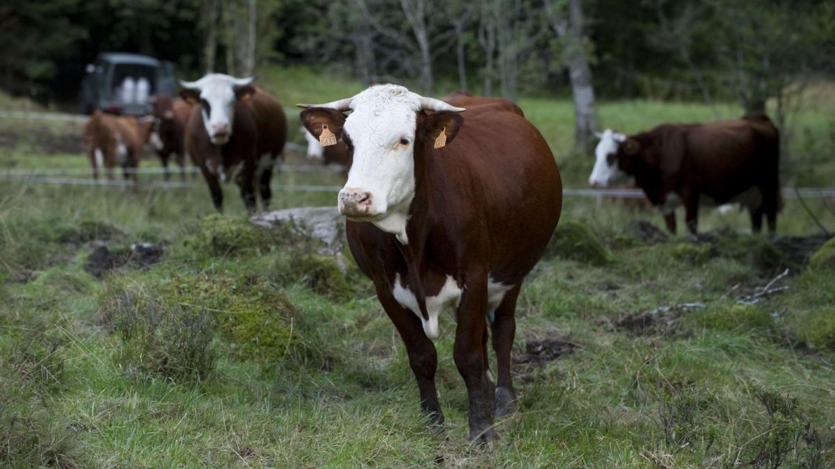 Vaches "abondances" à l'orée d'une forêt de sapins. Double boucle d'identification.