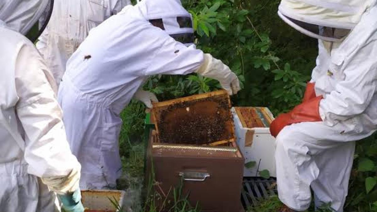 Une activité pédagogique autours de la récolte de miel