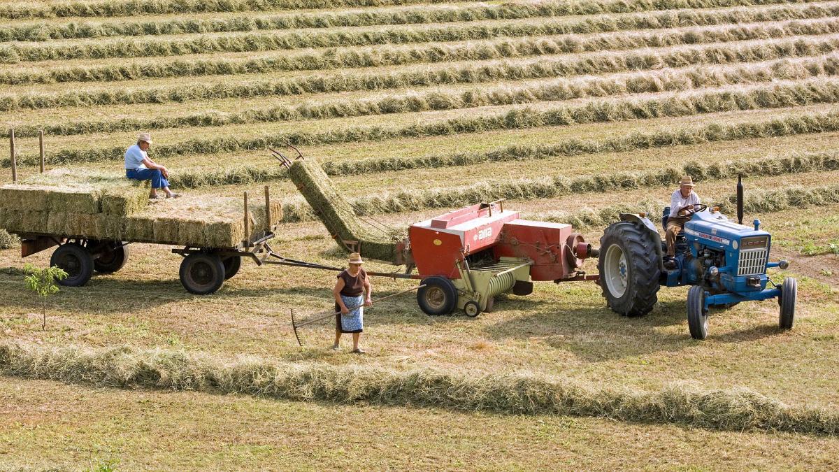 Champs avec moissoneuse en fonctionnement