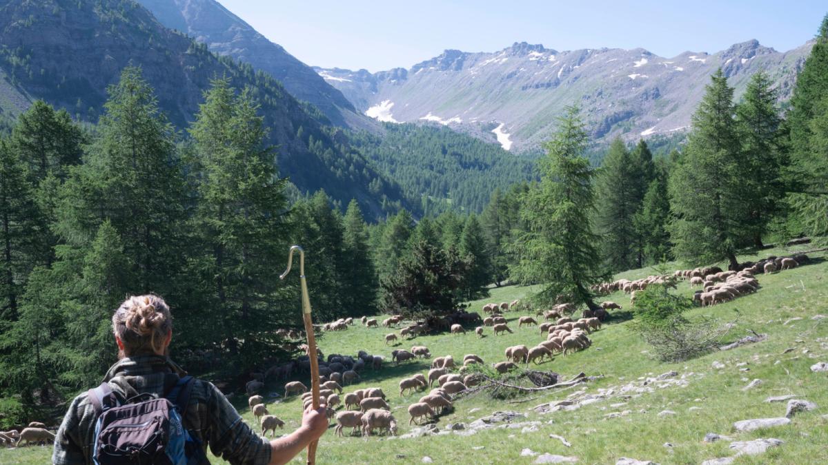 Estive dans l’alpage de Sanguinière dans le Parc national du Mercantour. Un berger garde son troupeau de moutons mérinos.